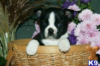 Boston Terrier Puppies for Sale